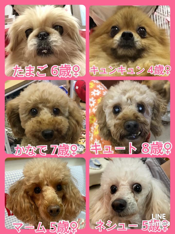 🐾今日の里親様募集中ワンコ🐶メンバーです🐾2021,1,19